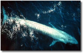 La imagen “http://www.animales-en-extincion.com/images/ballena-azul.jpg” no puede mostrarse porque contiene errores.