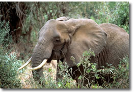 Elefante Africano en la Selva