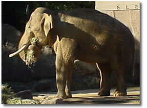 Elefante Asiatico
