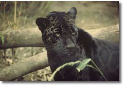 Jaguar on Jaguar O Pantera Onca   Animal En Peligro De Extincion En America