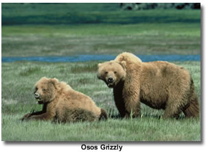 Oso Grizzly