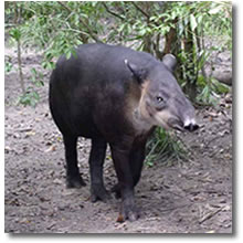 Tapir Norteo