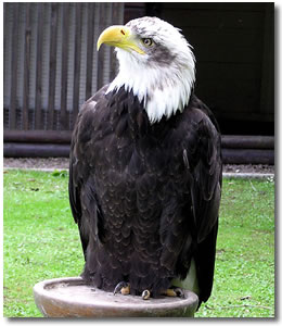 Aguila Calva