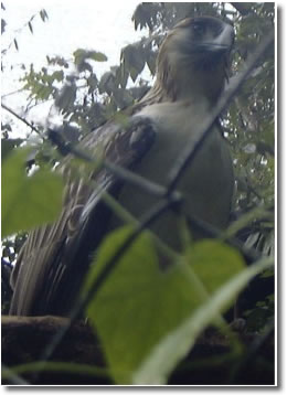 Aguila Monera o Filipina