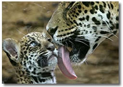 Jaguar y Cria