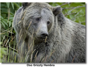 Oso Grizzly Hembra